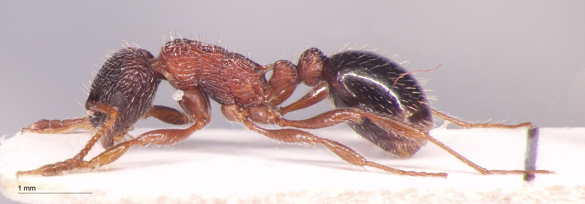 Foto Myrmica commarginata Ruzsky, 1905 lateral