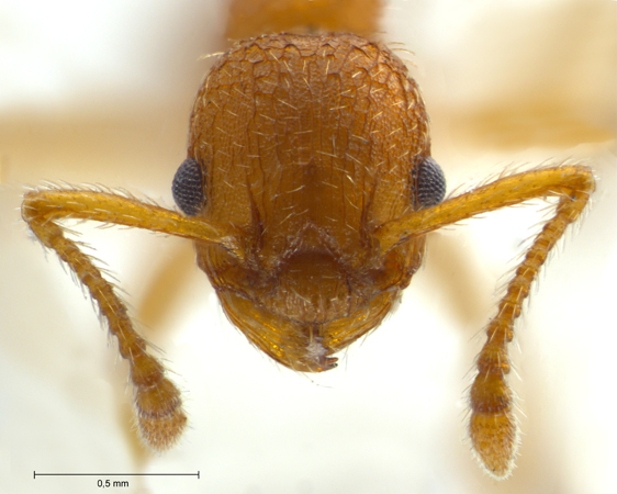 Myrmica constricta Karavaiev, 1934 frontal