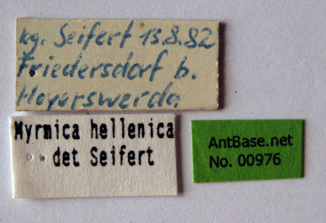 Foto Myrmica constricta Karavaiev, 1934 Label