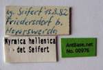 Myrmica constricta Karavaiev, 1934 Label