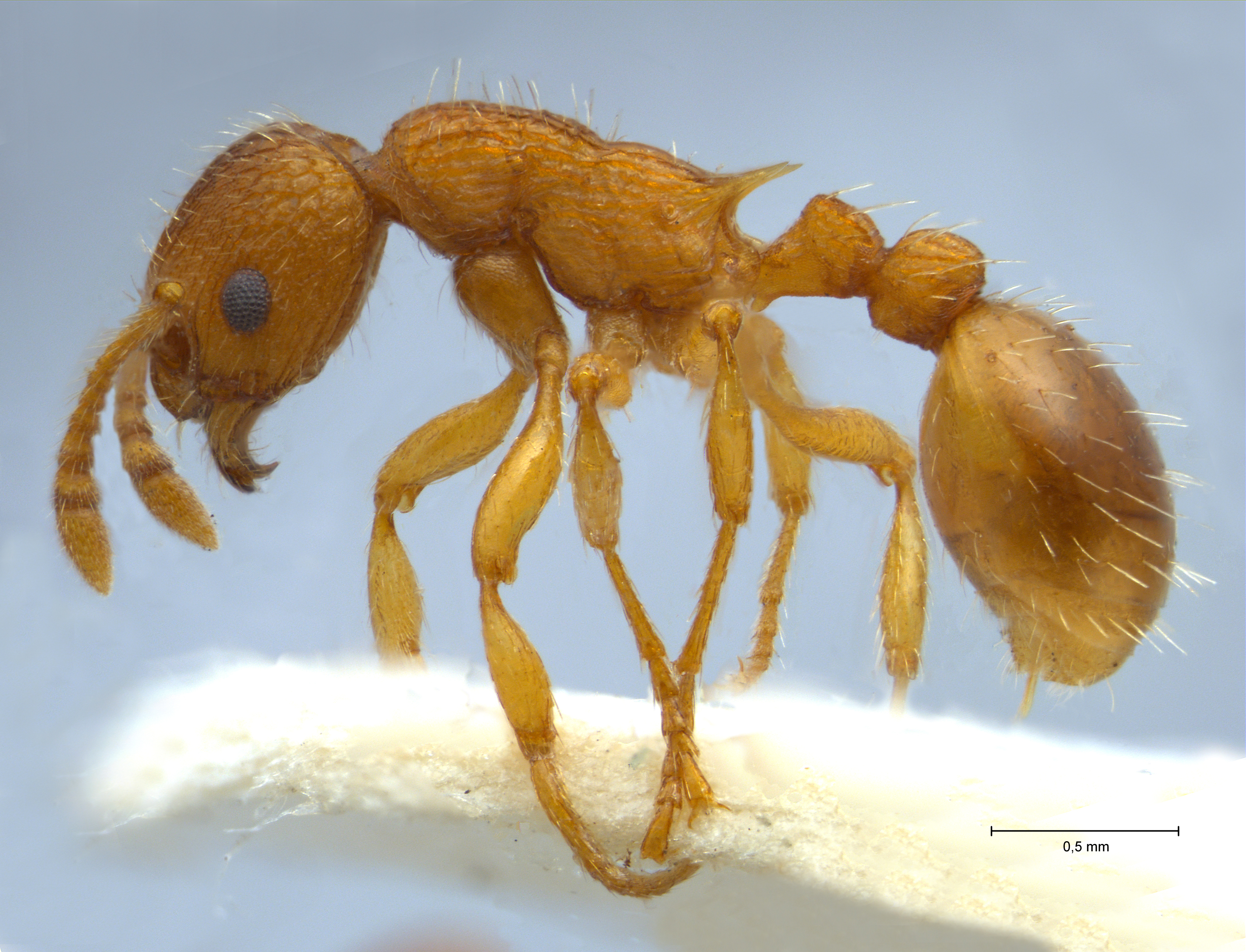 Foto Myrmica constricta Karavaiev, 1934 lateral