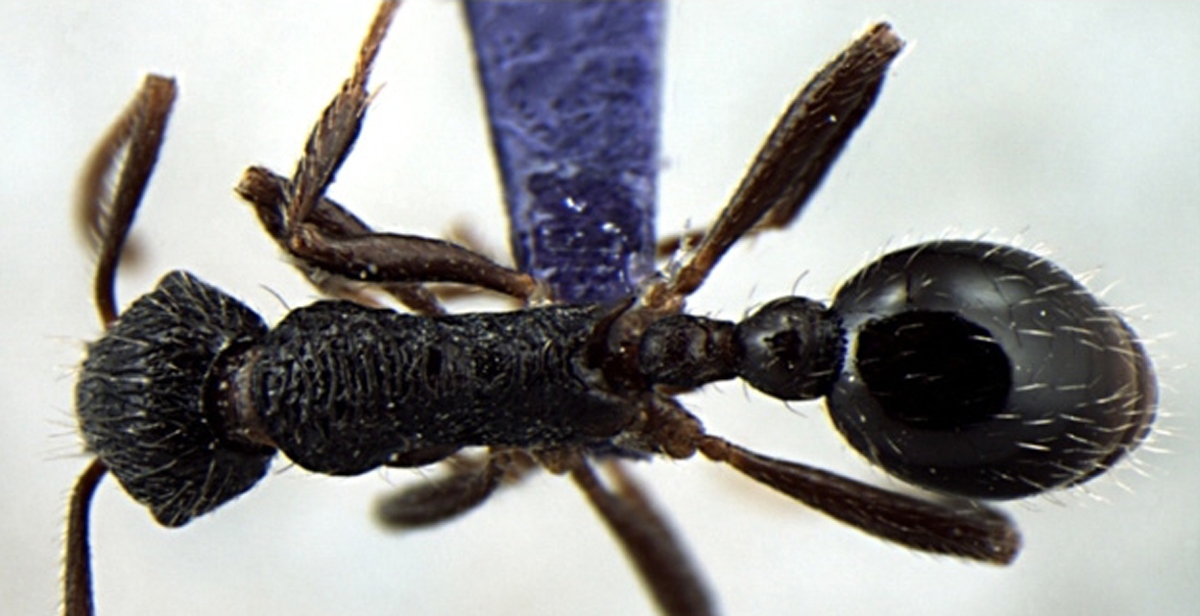 Foto Myrmica curvispinosa Bharti & Sharma, 2013 dorsal