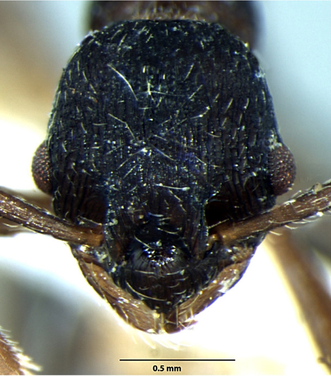 Foto Myrmica curvispinosa ergatoid Bharti & Sharma, 2013 frontal