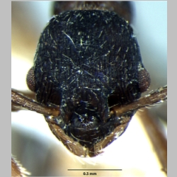 Myrmica curvispinosa ergatoid Bharti & Sharma, 2013 frontal