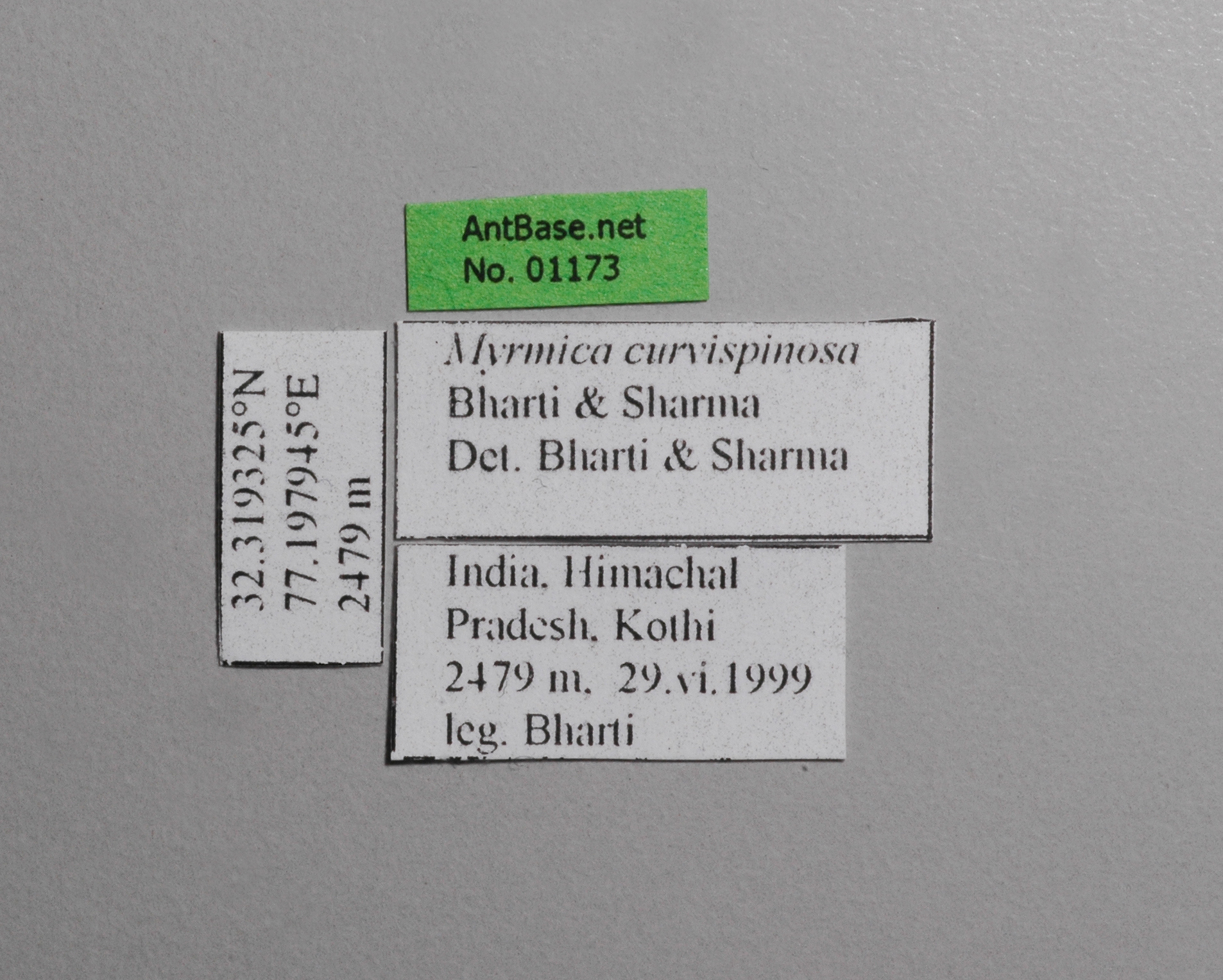 Foto Myrmica curvispinosa ergatoid Bharti & Sharma, 2013 Label
