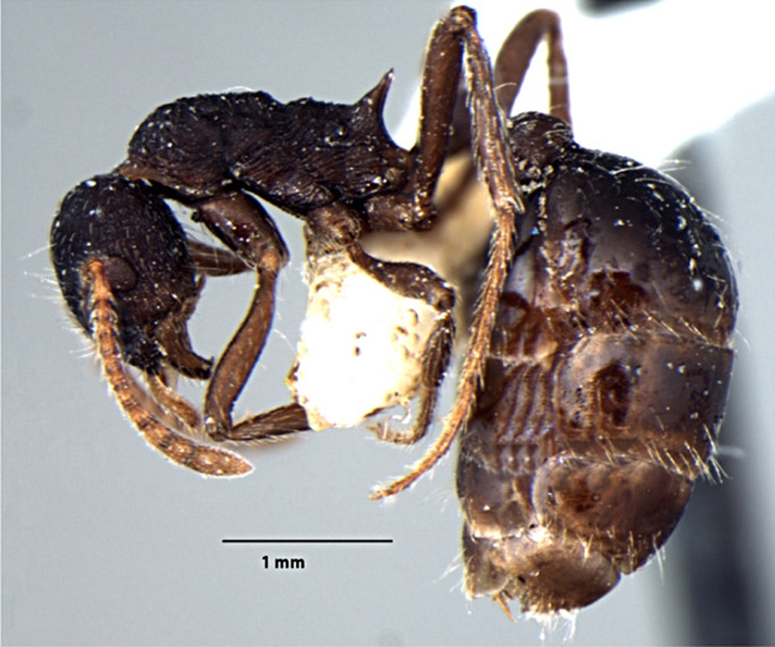 Foto Myrmica curvispinosa ergatoid Bharti & Sharma, 2013 lateral