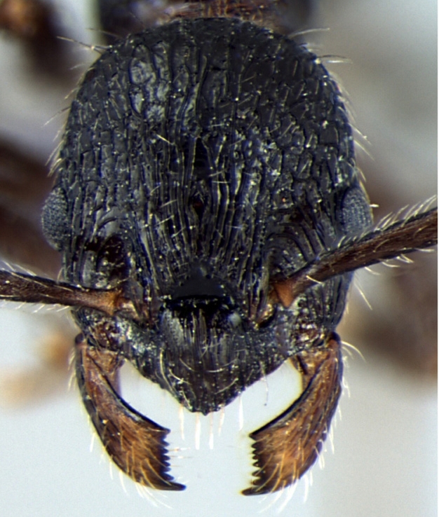 Foto Myrmica curvispinosa Bharti & Sharma, 2013 frontal