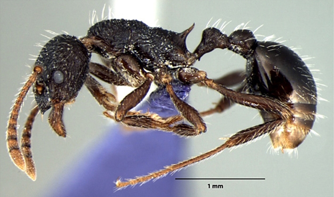 Foto Myrmica curvispinosa Bharti & Sharma, 2013 lateral