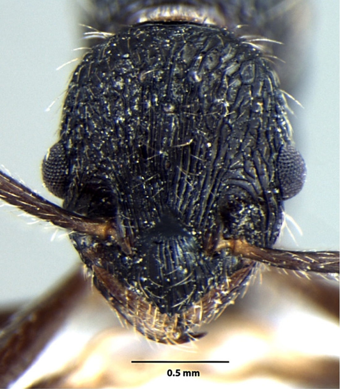 Foto Myrmica curvispinosa Bharti & Sharma, 2013 frontal