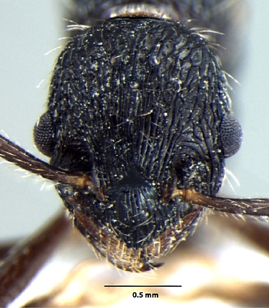 Myrmica curvispinosa Bharti & Sharma, 2013 frontal