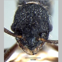 Myrmica curvispinosa Bharti & Sharma, 2013 frontal