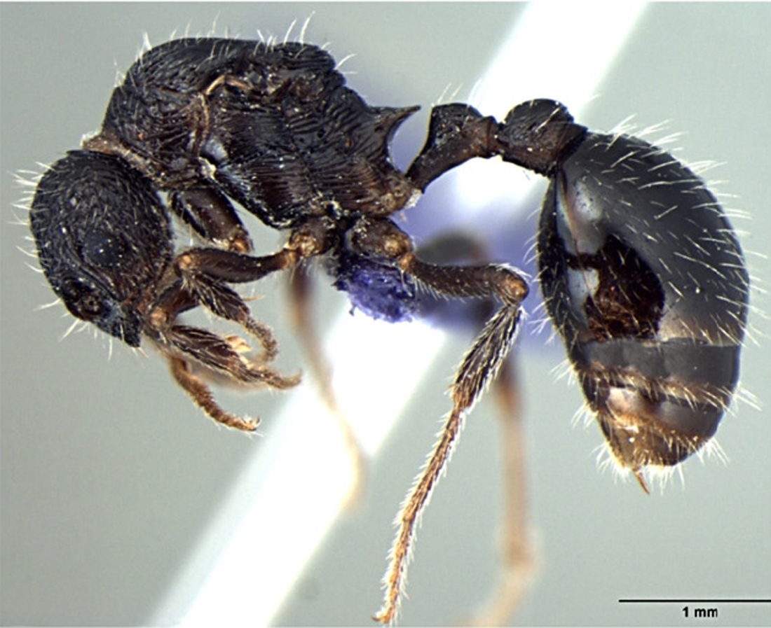 Foto Myrmica curvispinosa Bharti & Sharma, 2013 lateral