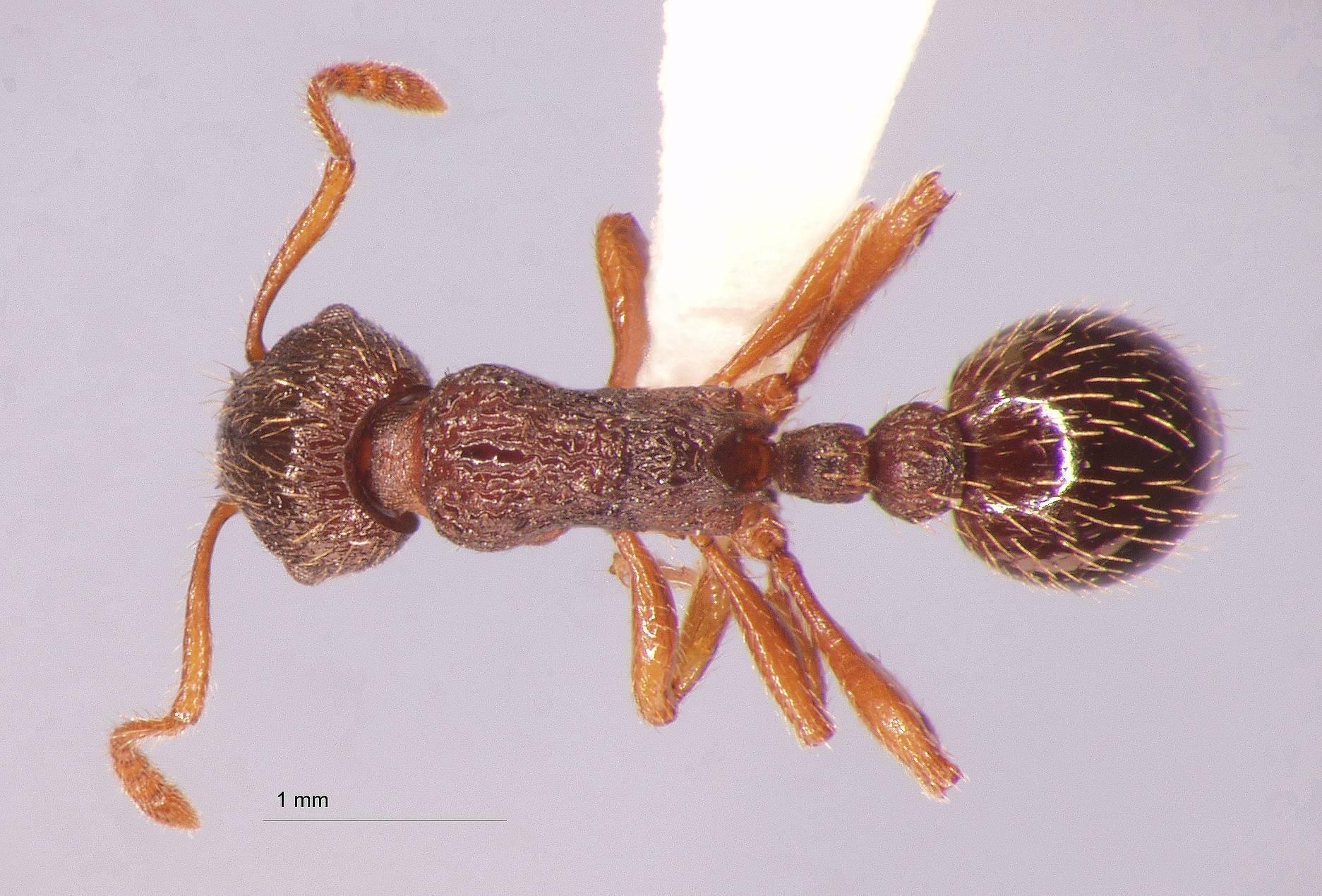 Foto Myrmica divergens Karavaiev, 1931 dorsal