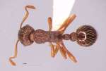 Myrmica divergens Karavaiev, 1931 dorsal