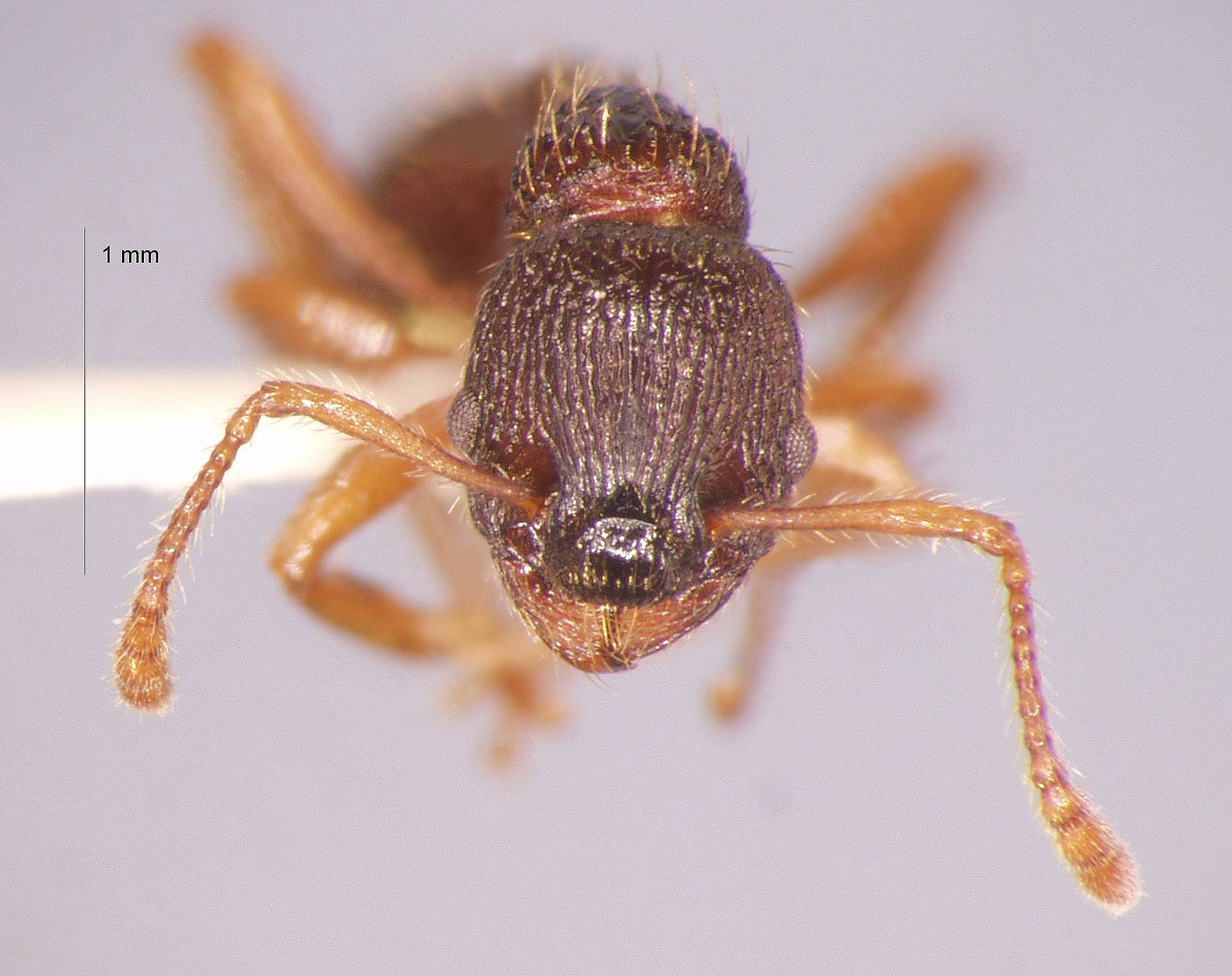 Foto Myrmica divergens Karavaiev, 1931 frontal