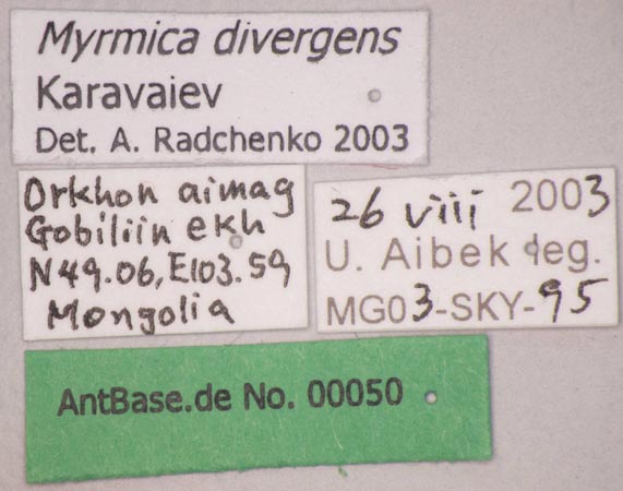 Myrmica divergens Karavaiev, 1931 Label