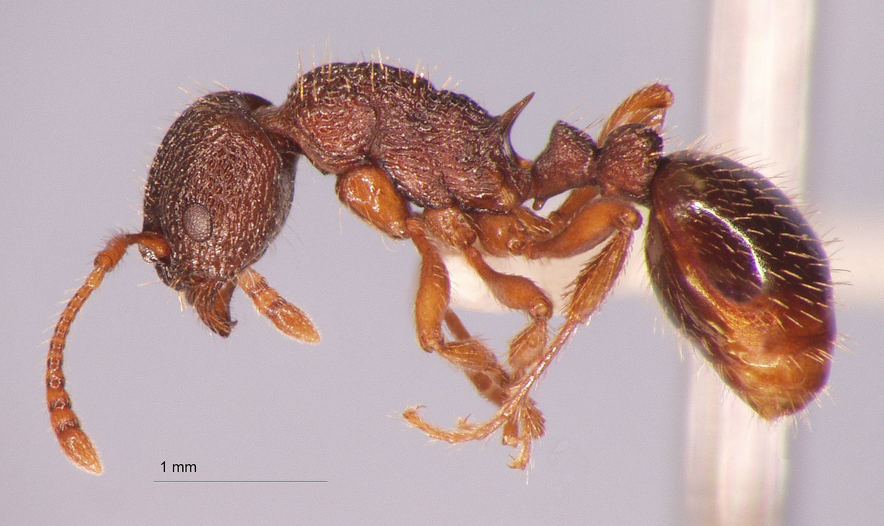 Foto Myrmica divergens Karavaiev, 1931 lateral