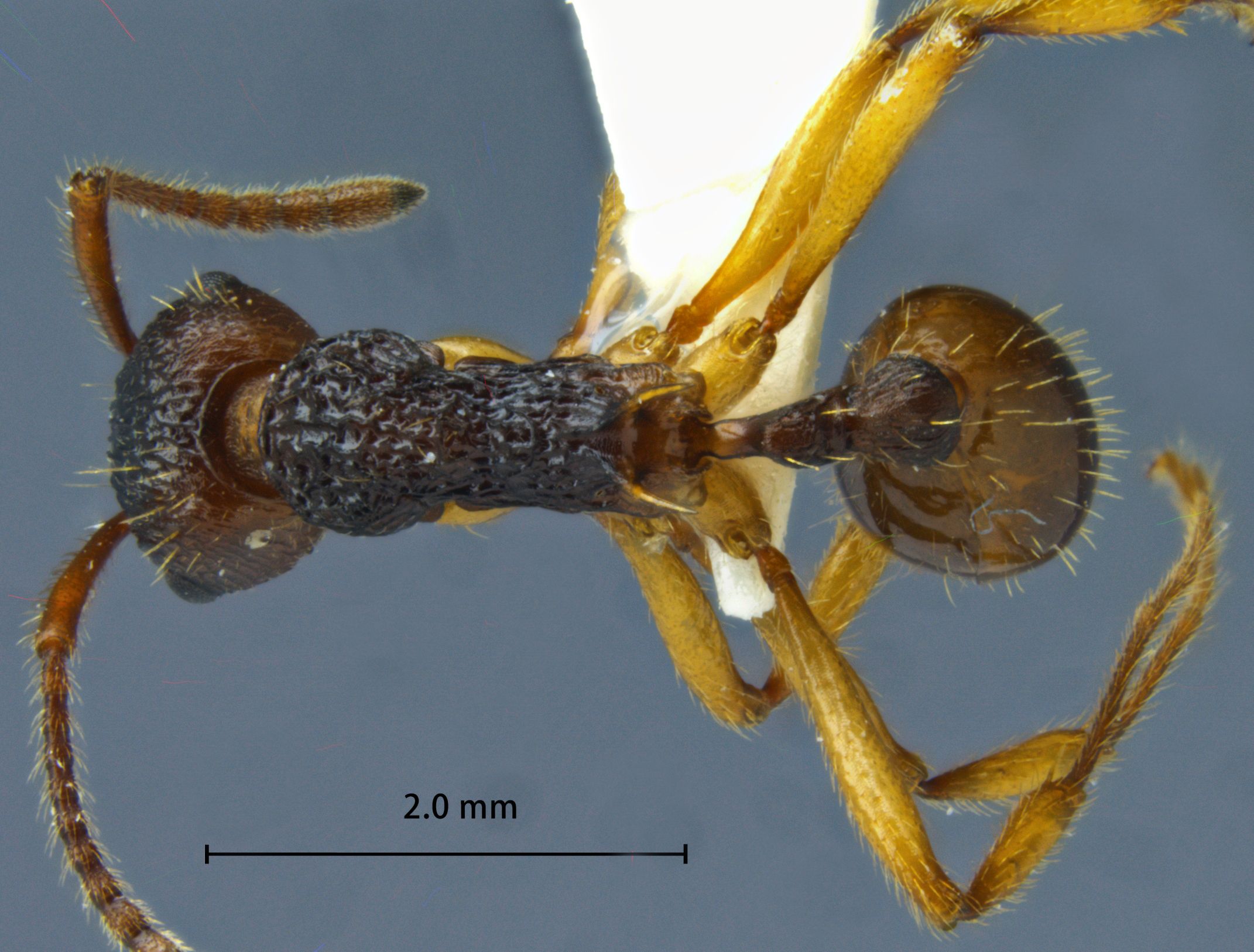 Foto Myrmica draco Radchenko et al., 2001 dorsal