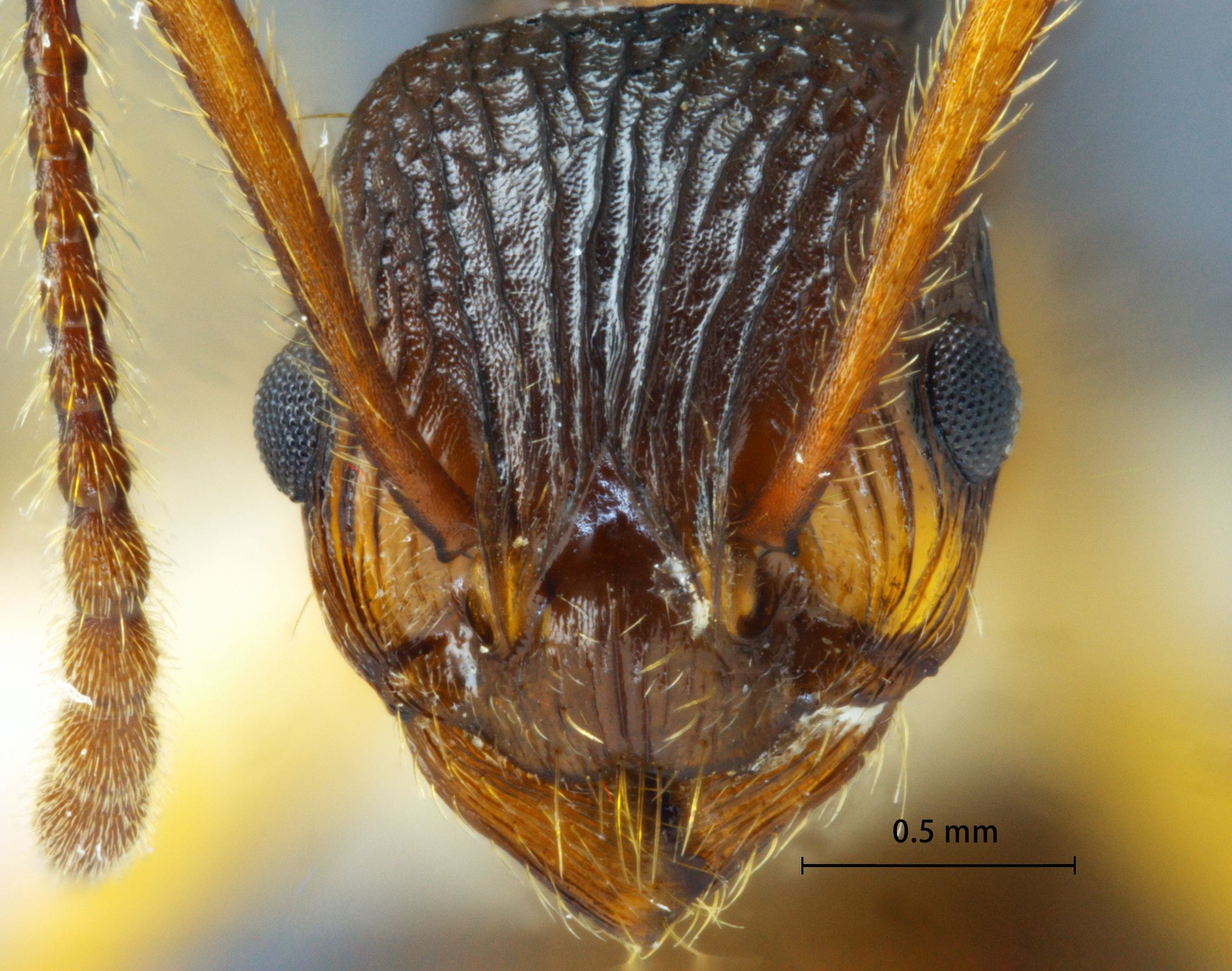 Foto Myrmica draco Radchenko et al., 2001 frontal