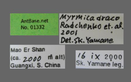 Myrmica draco Radchenko et al., 2001 Label