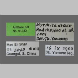 Myrmica draco Radchenko et al., 2001 Label