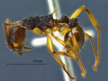 Myrmica draco Radchenko et al., 2001 lateral