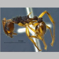 Myrmica draco Radchenko et al., 2001 lateral