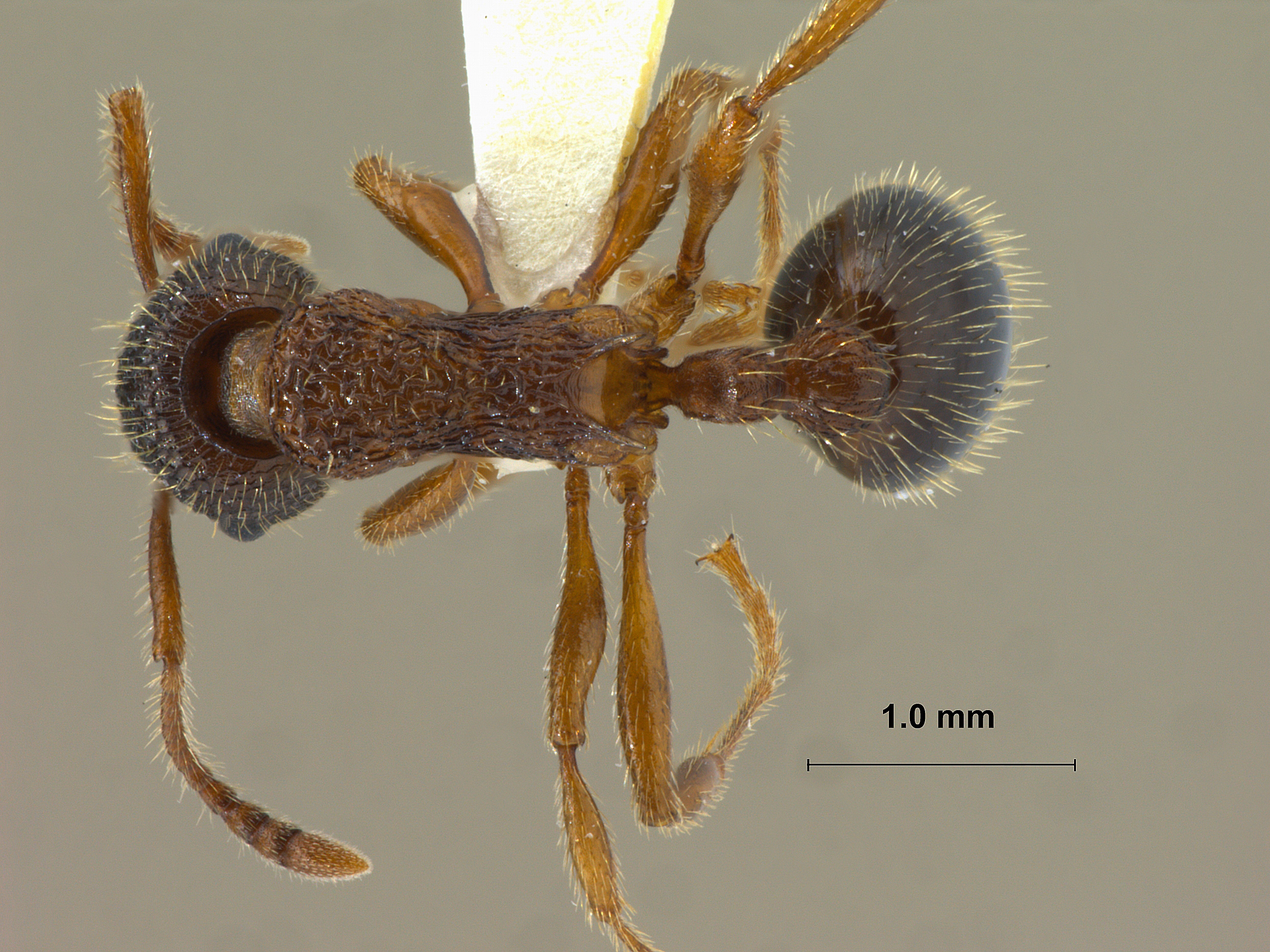 Foto Myrmica eidmanni Menozzi, 1930 dorsal