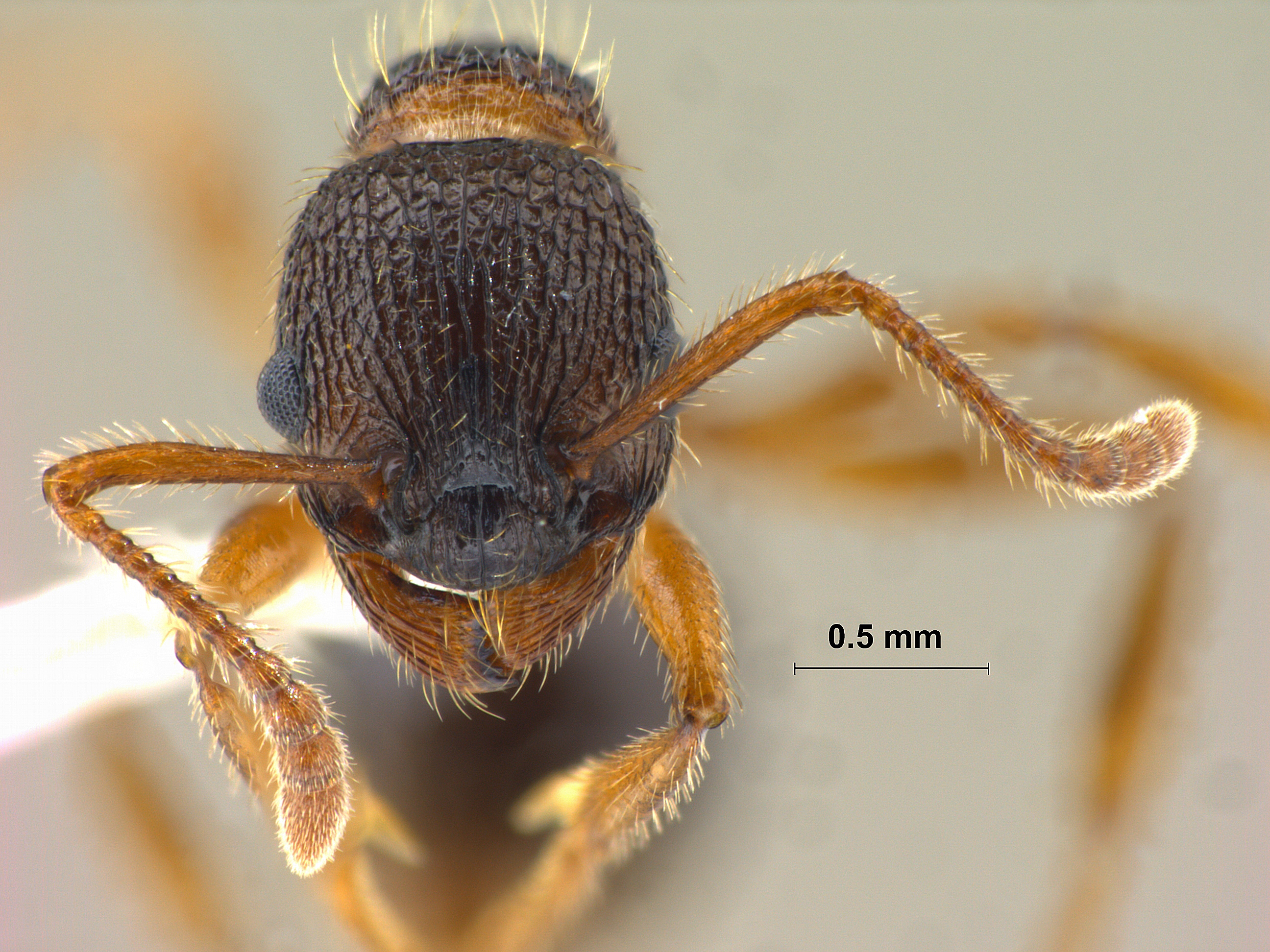 Foto Myrmica eidmanni Menozzi, 1930 frontal