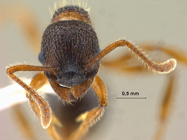 Myrmica eidmanni Menozzi, 1930 frontal