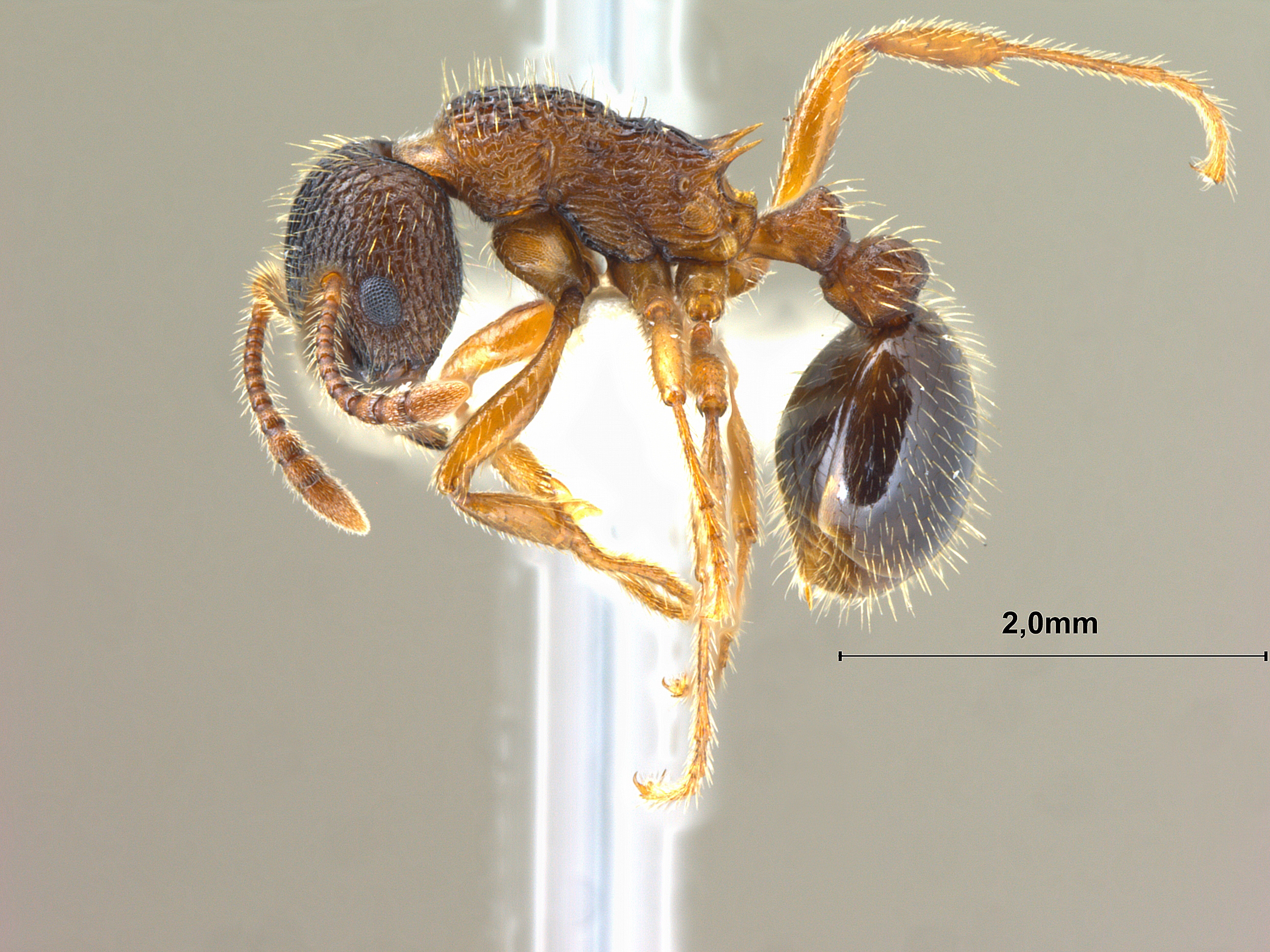 Foto Myrmica eidmanni Menozzi, 1930 lateral