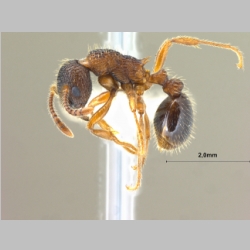 Myrmica eidmanni Menozzi, 1930 lateral