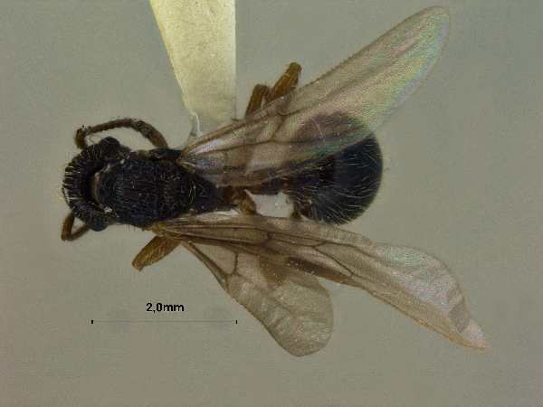 Myrmica eidmanni Menozzi, 1930 dorsal