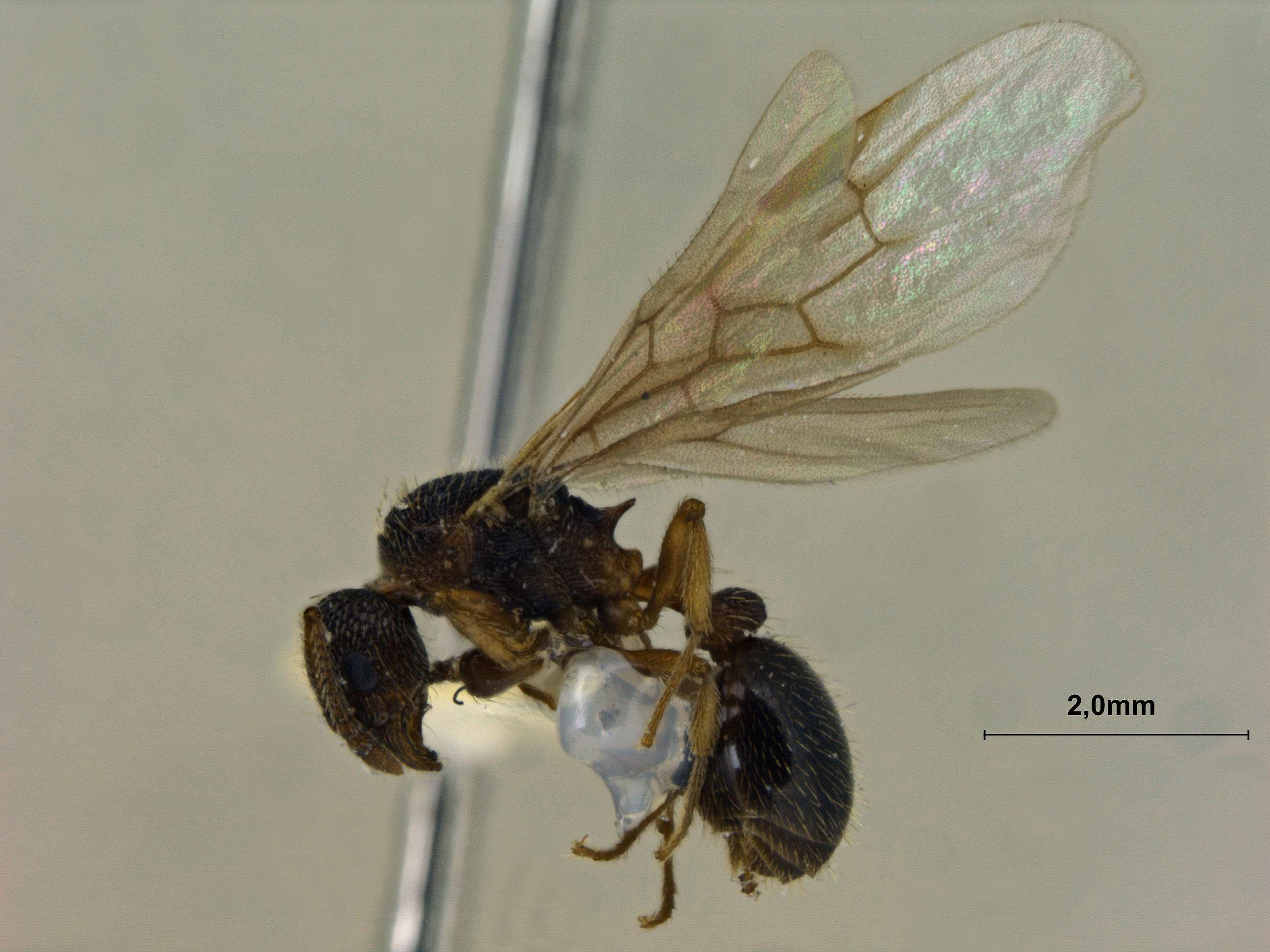 Foto Myrmica eidmanni Menozzi, 1930 lateral