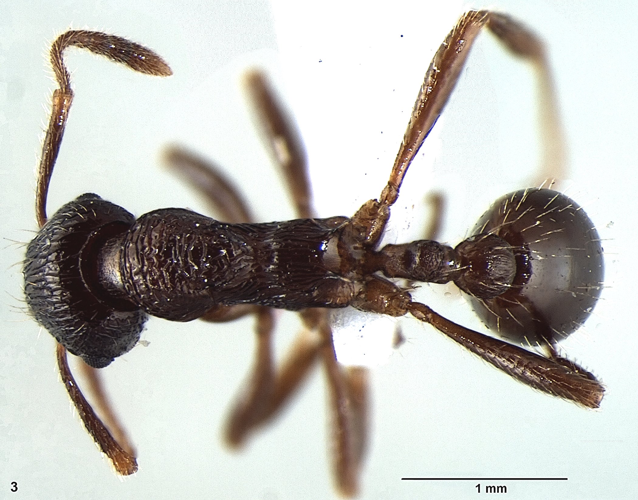 Foto Myrmica elmesi dorsal