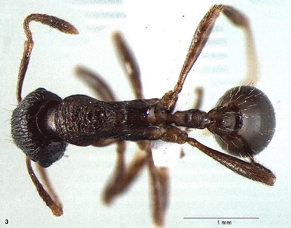 Myrmica elmesi dorsal