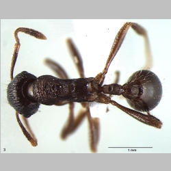 Myrmica elmesi dorsal