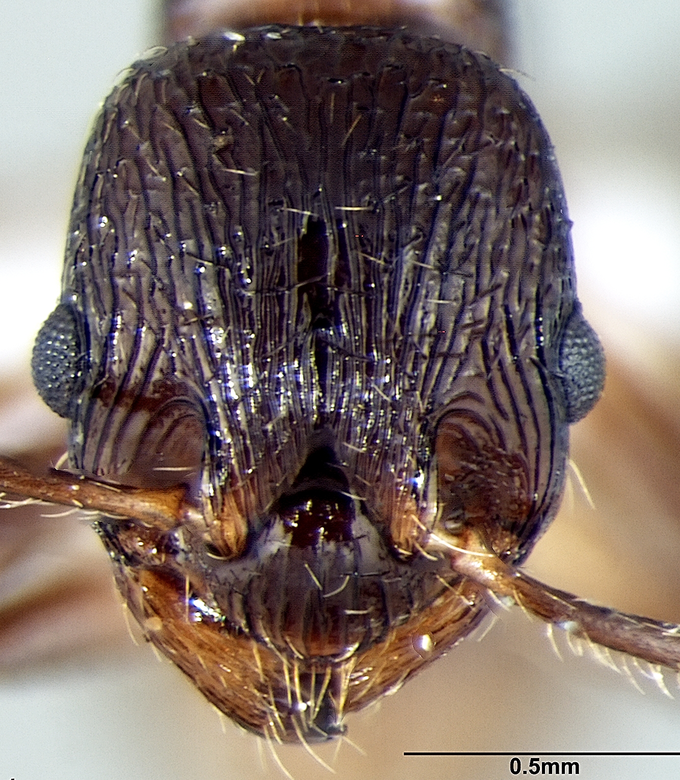 Foto Myrmica elmesi frontal