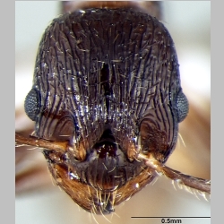 Myrmica elmesi frontal