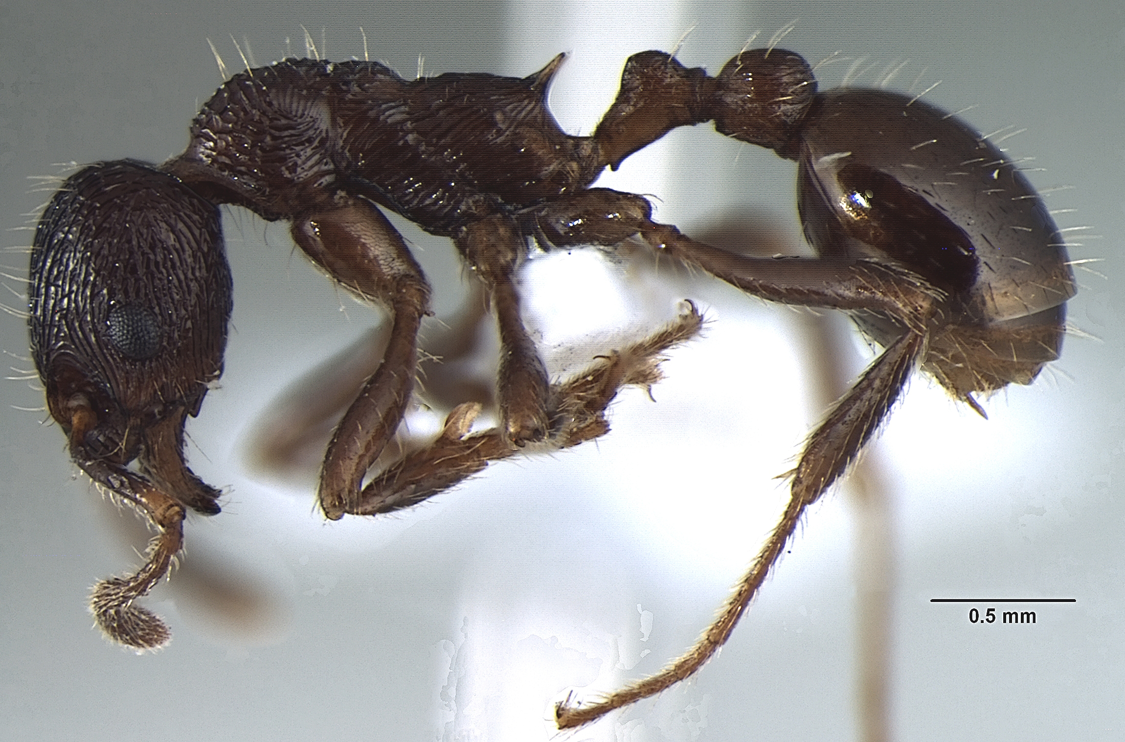 Foto Myrmica elmesi lateral