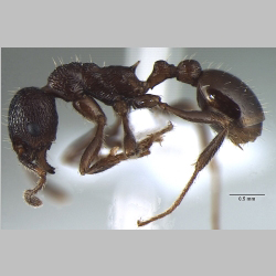 Myrmica elmesi lateral