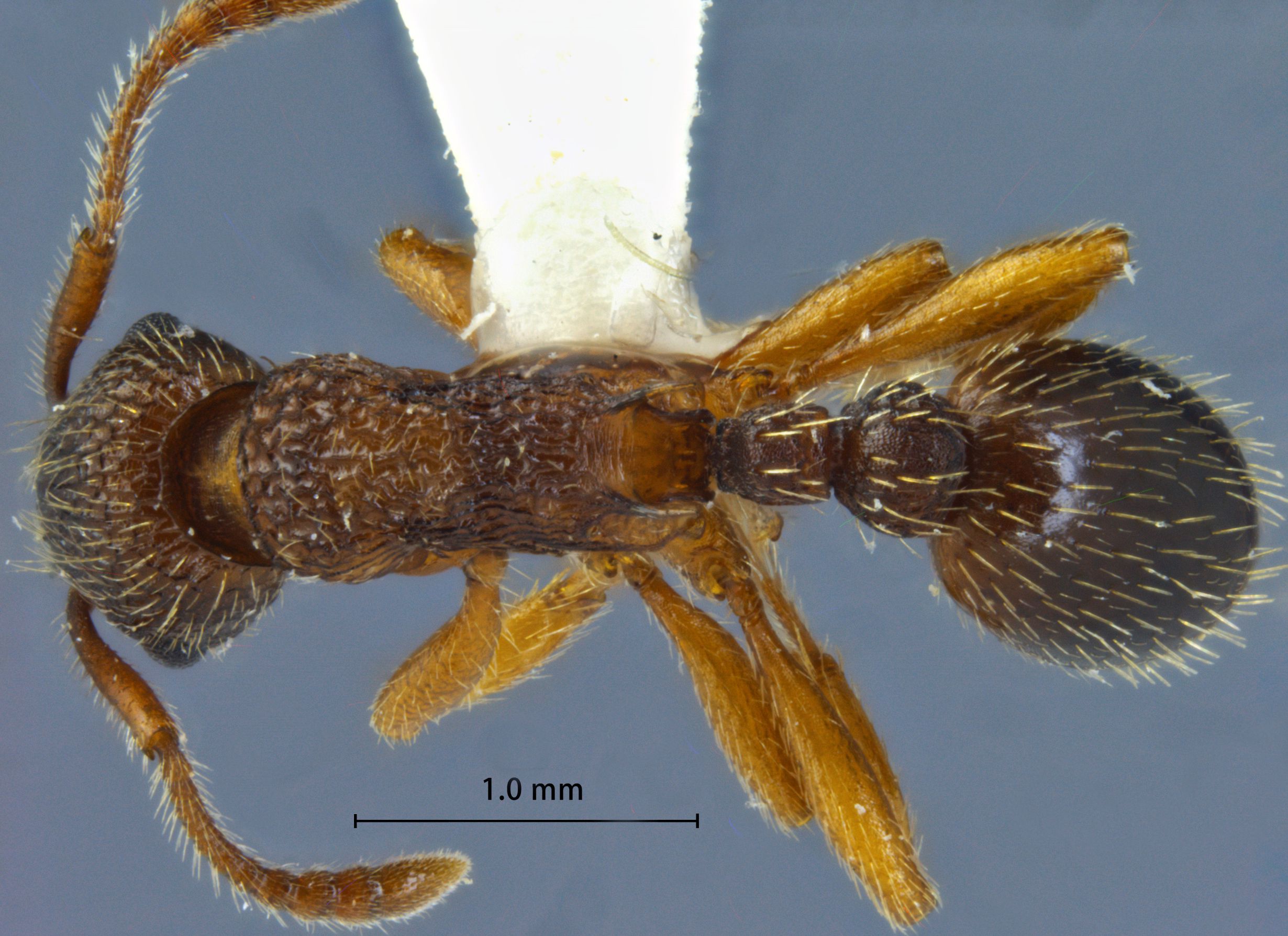 Foto Myrmica excelsa Kupyanskaya, 1990 dorsal