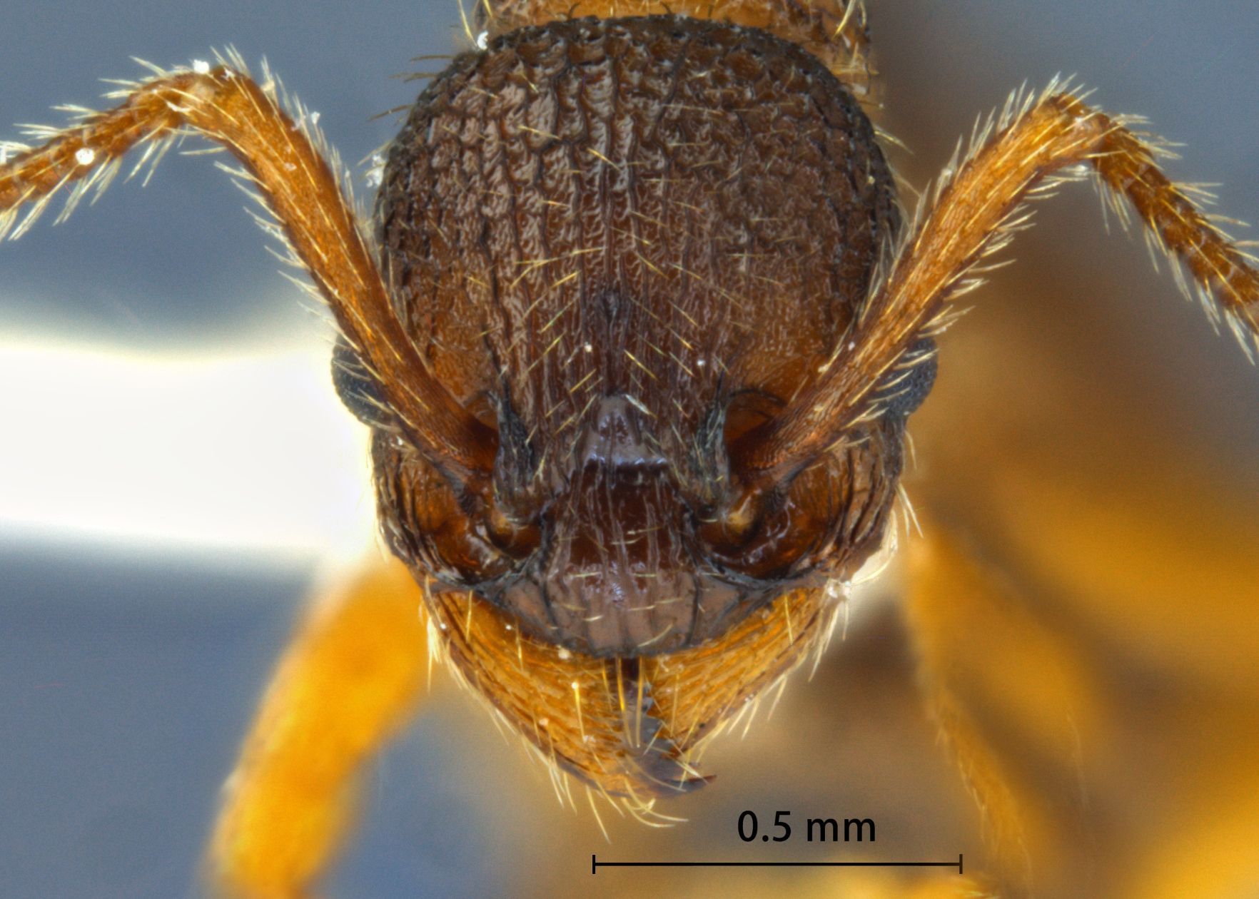 Foto Myrmica excelsa Kupyanskaya, 1990 frontal