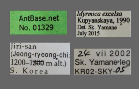 Myrmica excelsa Kupyanskaya, 1990 Label