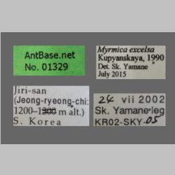 Myrmica excelsa Kupyanskaya, 1990 Label