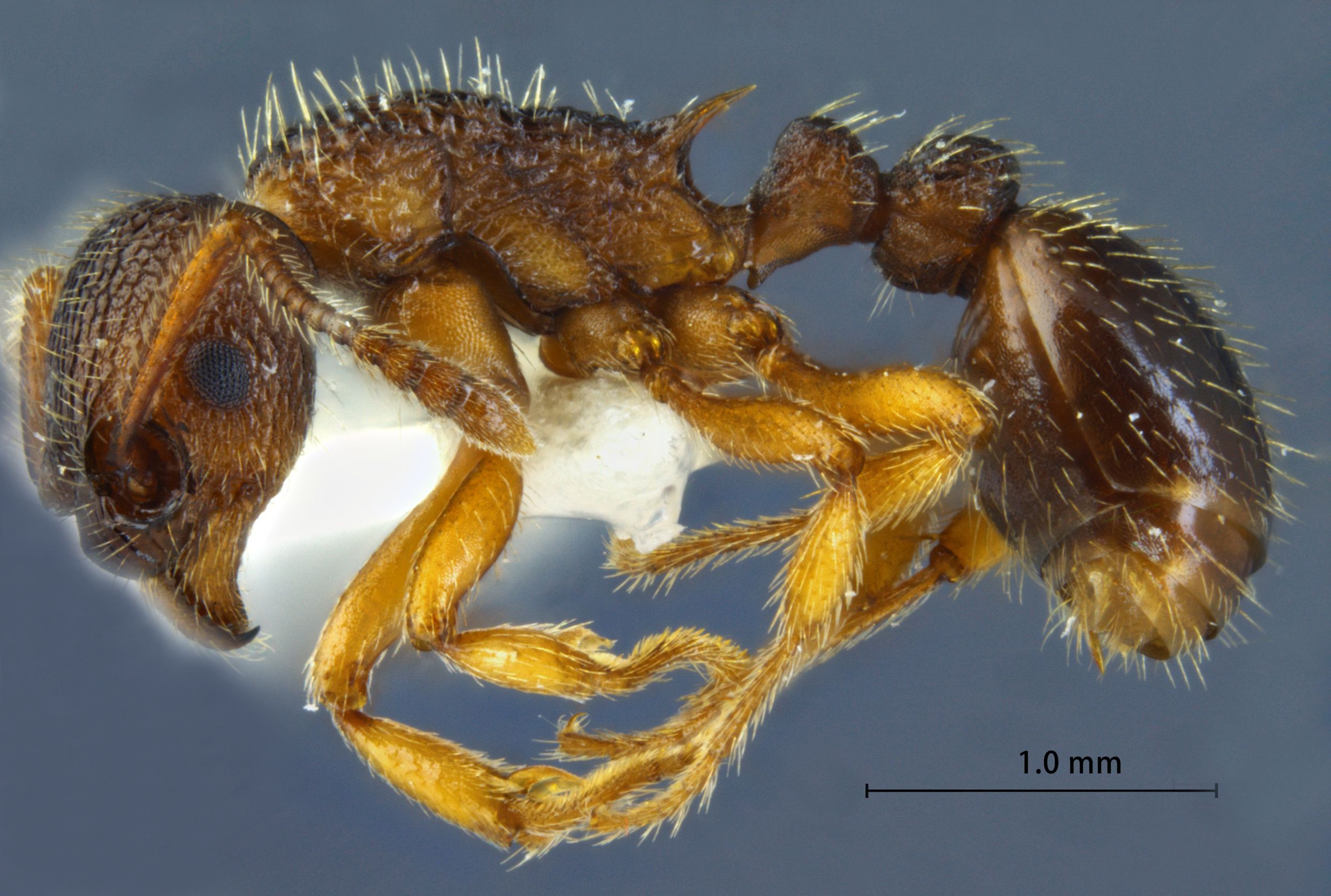 Foto Myrmica excelsa Kupyanskaya, 1990 lateral