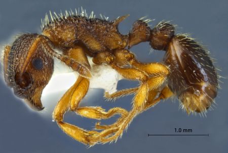 Myrmica excelsa Kupyanskaya, 1990 lateral