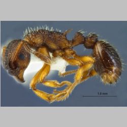 Myrmica excelsa Kupyanskaya, 1990 lateral