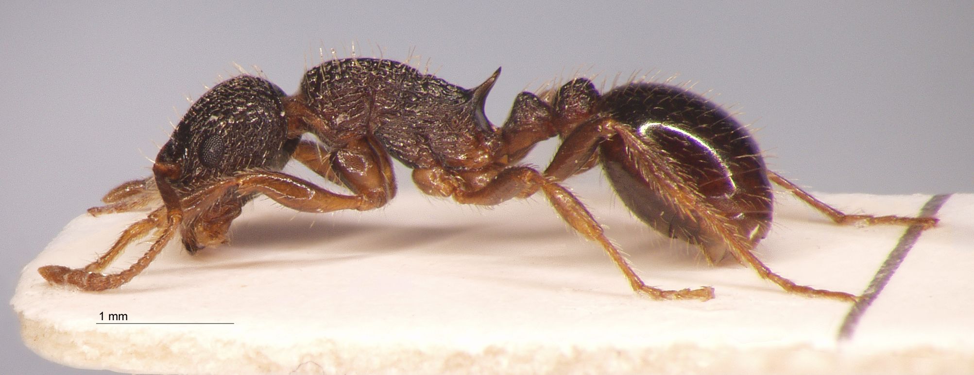 Foto Myrmica forcipata Karavaiev, 1931 lateral