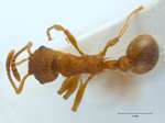 Myrmica gallienii Bondroit, 1920 dorsal